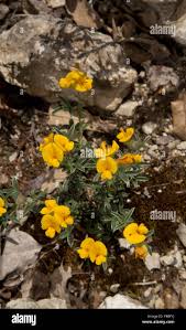 Image result for Argyrolobium