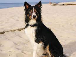 Border Collie A Problem Dog Planet Hund Border Collie Shedding Playbarkrun Athletic And Smart This Prized Border Collie Husky Mix Border Collie Collie Breeds