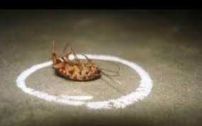 Cockroaches infesting a home can be a tough problem to deal with, but if you live in an apartment, getting rid of a cockroach infestation may seem like a this is because no matter how clean and tidy you try to be in your apartment, you may still encounter roaches because you can't control how your. Pin On Pest Control
