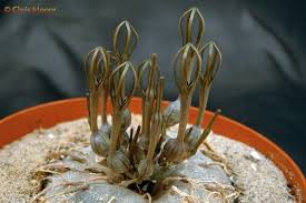 Image result for Ceropegia schultzei