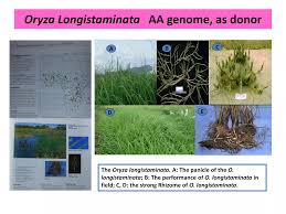 Image result for Oryza longistaminata