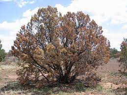 Cedar trees were not always used, but some type of evergreen trees were planted because they perhaps because they are known as burial trees, there are many superstitions that surround cedars. Cedar And Cypress Bark Beetle Field Guide To Insects And Diseases Of Az And Nm Forests