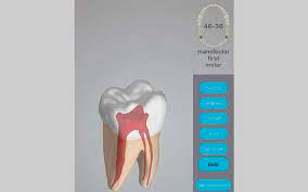 dental corpus anatomy تشريح لجذور الأسنان ونماذج ثلاثية الأبعاد لتطورها تكنولوجيا أجهزة إلكترونية الإمارات اليوم