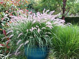 We did not find results for: Pennisetum Orientale Karley Rose Barn House Garden