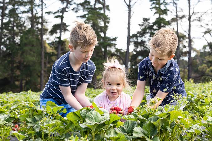 Rocky Creek Strawberry Farm - Go Beyond Melbourne