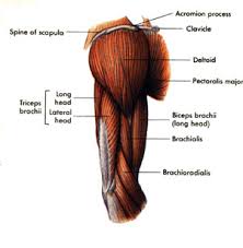These names are derived from latin. Muscles Of The Upper Arm This Fitness Blog
