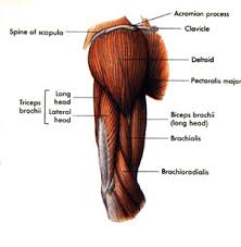 The arms are the most used body parts and they can be subjected to much pressure and strain. Muscles Of The Upper Arm This Fitness Blog