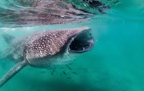 El tiburón ballena pertenece a una subclase de pez cartilaginoso. Dia Internacional Del Tiburon Ballena 2021 Diainternacional Org