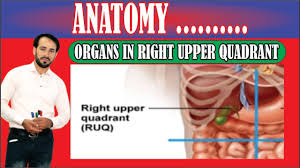 The human abdomen is divided into quadrants and regions by anatomists and physicians for the purposes of study, diagnosis, and treatment. Four Abdominal Quadrants Organs In Right Upper Quadrant Made Easy Youtube