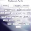 Division of the linear plot (2) the linear plot is the story of the town and the family. 1