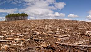 Resultado de imagem para destruição da natureza pelo homem