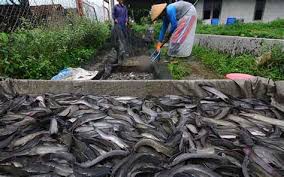 We did not find results for: Cara Mengetahui Tempat Ikan Nila Berkumpul Cara Memancing Ikan Nila Di Danau Maka Dari Itu Rumput Pendek Menjadi Salah Satu Spot Cocok Bagi Anda Yang Ingin Mincing Di Waduk Horeahoreacejas
