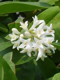Image result for Ligustrum obtusifolium