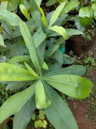 Image result for Warburgia ugandensis