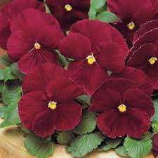 Matrix Rose Pansies Winter Pansies Beautiful Flowers