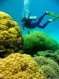 Great Barrier Reef 46 Coral Reef Great Barrier Reef Diving Underwater World