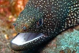 de gevaarlijkste dieren in de rode zee rode zee dieren vissen