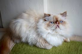 Anne Altindan 4 Yavru Mavi Gozlu Basik Iran Himalayan Kedi Sahiplendirme Facebook