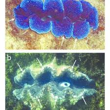 Have fun flipping through our funky decor! Pdf The Ecological Significance Of Giant Clams In Coral Reef Ecosystems