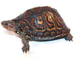 We did not find results for: Central American Ornate Wood Turtle For Sale Reptiles For Sale