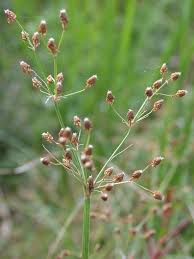 Image result for Fimbristylis complanata
