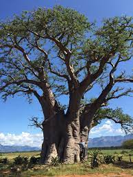 Baobab Tree In Hoedspruit Baobab Tree Madagascar More At Fosterginger Pinterest Baobab Tree African Tree Boabab Tree
