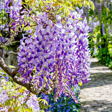 Image result for Wisteria