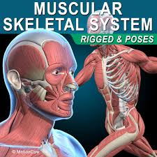 Muscles Skeleton Muscles Skeleton Model 3d Human