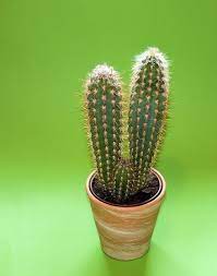 Its stems are thick with a lot. How Long Can A Cactus Live Without Water Succulents Network