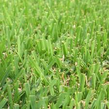 Fully mature roots help to increase growth and spread. Zoysia Zenith Sod By The Pallet At Wingard S Market Lexington Sc