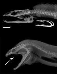 Alien Jaws Help Moray Eels Feed Moray Eel Creature Design Animals