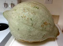 Popular winter squashes include hubbard, butternut, acorn, delicious, banana, turk's turban (photo above), cushaw, and spaghetti squash. Baby Blue Hubbard Squash Cooksinfo