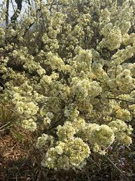 Image result for Grewia microthyrsa