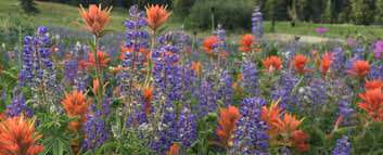 Explore big cottonwood canyon or bike downtown. Utah S Best Wildflower Walks And Hikes Ski Utah