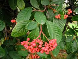Image result for Cotoneaster