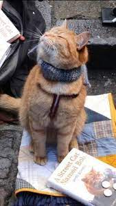 pin on cat