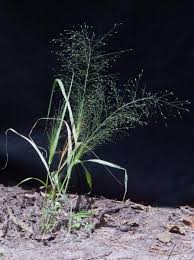 Image result for Eragrostis aspera