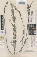 Image result for Indigofera adenoides