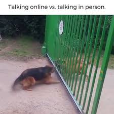 Free wallpapers 1080x1080 animals, dogs for background and screensaver. Dogs Barking Video Dailymotion