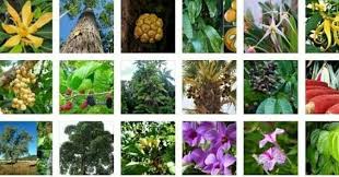52+ gambar flora dan fauna alam benda, terbaru! Flora Dan Fauna 2017 Photos Facebook