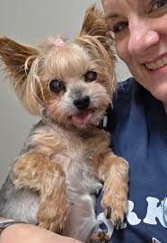 Has anyone's pet experienced similar eye issues, possibly uveitis, and what  were the outcomes?