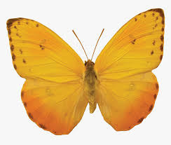 Check spelling or type a new query. Orange Butterfly Png Image Butterflies Free Download Yellow Butterfly No Background Transparent Png Transparent Png Image Pngitem