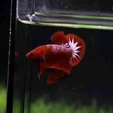 Bethmora was the ancient city of the elves. Ohmpk Red Fancy Hellboy Star Tail Betta Fish Betta Fish Care Fishing World