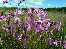 Image result for Silene kiwuensis