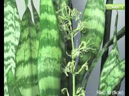 Kılıç çiçeği diğer saksı çiçekleri gibi ne çok fazla nede çok az sulanmalıdır. Pasa Kilici Ne Zaman Cicek Acar Youtube