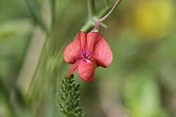 Image result for Lathyrus sphaericus