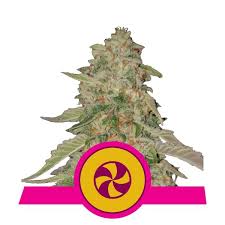 Wer marihuana anbaut und rauchen will, sollte die marihuana ernte gewissenhaft ausführen und die blüten akkurat trocknen, damit es nicht vergeblich war. Die 10 Beliebtesten Feminisierten Cannabissorten 2020 Update Rqs Blog