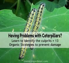 Maybe you would like to learn more about one of these? Coping With Caterpillars Part 2 The Micro Gardener