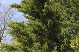 Check spelling or type a new query. Leyland Cypress Trees Care Growing Guide