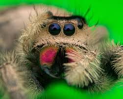 Phidippus regius, known commonly as the regal jumping spider, is a species of jumping spider in eastern north america. Pin Auf Spider Lover